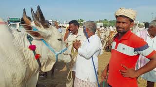 పెబ్బేరు మార్కెట్లో దిట్టంగా ఉన్న సేద్యపు ఎద్దుల రేటు | Oxen prices in Pebbair mandi | Bulls video