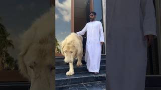 Dubai UAE Sheik Lion 🦁#dubai #sheikh #Lion #shorts #trending #Animal #dubaisheikh