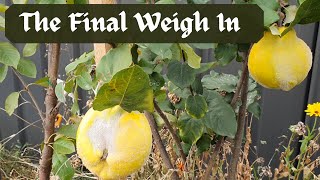 SHEDWARS21: The Final Weigh in