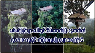 သစ်ပင်အမြင့်များပေါ်တွင် အိမ်ဆောက်ပြီးနေလေ့ရှိတဲ့ အင်ဒိုနီးရှားနိုင်ငံမှ ကိုရိုဝေလူမျိုးများအကြောင်း