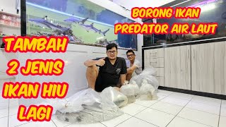 BORONG !!! NAMBAH 2 JENIS IKAN HIU LAGI DAN BEBERAPA IKAN PREDATOR AIR LAUT LAINNYA