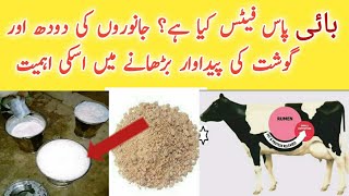 What is Bypass Fat?? Its use\u0026 importance to increase Milk \u0026 Meat Production of dairy Cows\u0026 Buffaloes