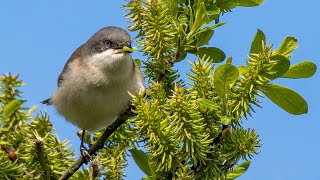 Watch the elusive Lesser Whitethroat,  a Spoonbill feeding and clips of 20 other species of birds