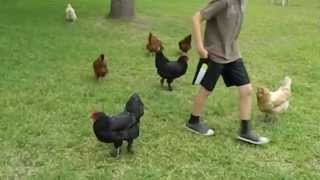 About Black Langshan chickens / hens for pets in backyard flocks