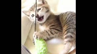 猫じゃらしに夢中になりすぎる子猫【赤ちゃん猫　保護猫】#shorts