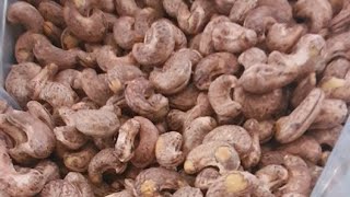 越南腰果出口- Vietnam cashew nut factory- Cashew nut export🇻🇳👑 #腰果