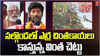 Panagal Venkateswara Swamy Temple : Different Red Tamarind Tree | T News