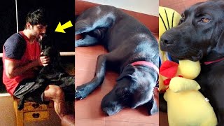 Sushant Singh Rajput Dog Fudge In Depression Without Him! Missing Sushant Sir Very Much