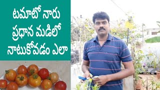 టమాటో నారు ప్రధాన మడి లో నాటుకోవడం ఎలా. How to transplant Tomato Baby plants to main container