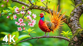 Most Beautiful Tropical Birds 4K | Amazing Birds Chirp | Stress Relief | Healing Nature Sounds