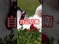 犬のお腹を撫でるとパタパタする理由　 犬の雑学 shorts ヘソ天