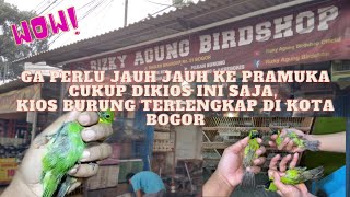 RIZKY AGUNG BIRD SHOP || Kios Burung Terlengkap Di Kota BOGOR