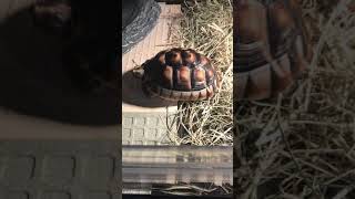 緣翹～貴貴Marginated tortoise.