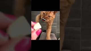 බඩගිනි වෙලා මා ගිය කල කැන්ටිමට 😂❤🤣 #viralvideo #comedy #funny #animals #cat