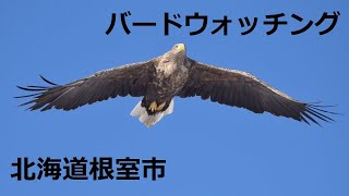 根室で野鳥観察してきた。