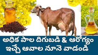 అధిక పాల దిగుబడి ఆరోగ్యం ఇచ్చే ఆవాల నూనె వాడండి high milk and health with mustard oil