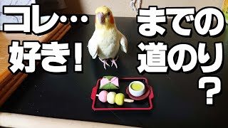 ビビりなインコがオモチャに慣れるまでの様子（？）