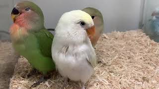 ☆ペットプラザ本羽田萩中店　コザクラインコ（オーストラリアンシナモン）