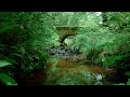 forest river nature sounds gentle stream hd 1 hour version calming series ep.2