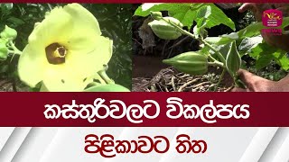 කස්තුරිවලට විකල්පය පිළිකාවට තිත   lady's fingers | Okra | Rupavahini News