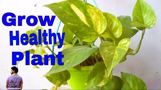 क्या आपके मनी प्लांट के पत्ते जल रहे है ? How to Care Money Plant - 20th 2017 /Mammal Bonsai क्या आपके मनी प्लांट के पत्ते जल रहे है ? How to Care Money Plant - 20th 2017 /Mammal Bonsai