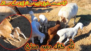 Talagang Dumba Mandi/Zero Size Turkey Dumba Kids Rates/Dumba Mandi New Update 2025/