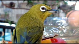 【生放送中】📹🔴ベランダ野鳥観察番組「すずめ食堂からこんにちは」🐥🐦