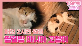 매일 두 시간 찜질! 숯가마에 몸 지지는 고양이 손님 I TV동물농장 (Animal Farm) | SBS Story