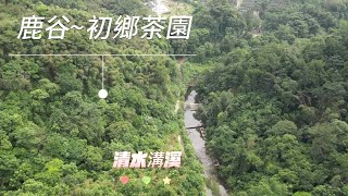 南投縣~鹿谷-初鄉~茶園-