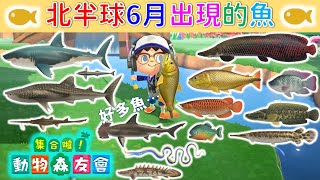 集合啦！動物森友會 |【釣魚攻略】北半球6月出現的魚，14種新魚種詳細解析！