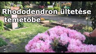 Rhododendron ültetése temetőbe