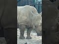 Angry Rhino london #rayyan #jungle #safari #rhino #closeup #shorts #viralvideo #youtubeshorts #zoo