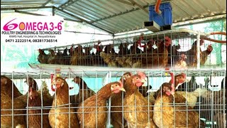 New Home Business Idea 2019 - Layer Chicken Farm Plan| Business at omega 36 Poultry Farming |Bv 380