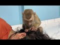 asmr monkey grooming adorable zueii stand up trying to grooming her sister