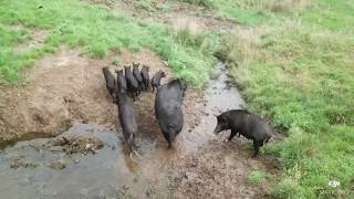 Drone Hunting NZ (#26) 200lb Boar!!