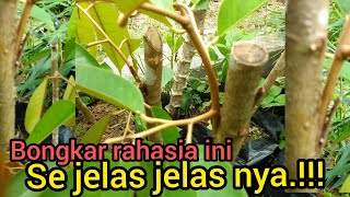 BONGKAR RAHASIA SAMBUNG SISIP DURIAN BATANG BESAR CABUTAN @Petani_gunung