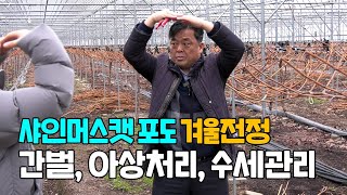 샤인머스캣 포도 겨울전정 간벌, 수세관리 아상처리