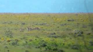 Unit 10 antelope. Shaky video