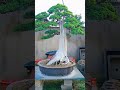 真柏 老桩5 tree bonsailovers juniper shimpaku yamadori