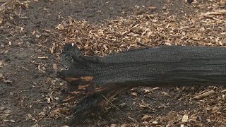Central Park brush fires were arson