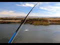 Striper Fly Fishing California Delta - Free Form Fly Fisher