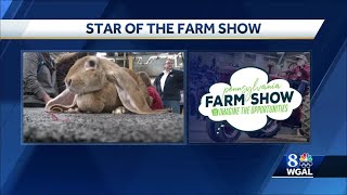 Star of the Farm Show: English Lop rabbit