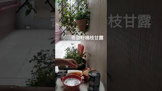 奇亞籽代替西米的楊枝甘露，快靚正，用凉開水泡奇亞子十分鍾，切好芒果粒，柚子，備30mL的梛奶