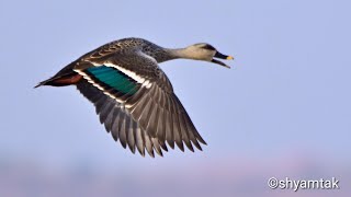 Indian Spot-billed Duck गुरगल बतख, हळदी कुंकू बदक.