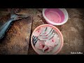 surmai fish cutting at mirkarwada fish market mirkarwada ratnagiri konkan