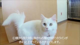 犬・猫を飼う人に知ってほしい病気になっていないかの体調管理シリーズ（歩き方・体型チェック）　ほんむら動物病院