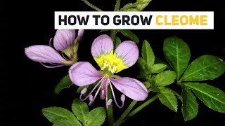 Cleome Growing Guide (Spider flower) by GardenersHQ