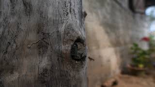 Traditional Bee Keeping   Sakalgre, West Garo Hills