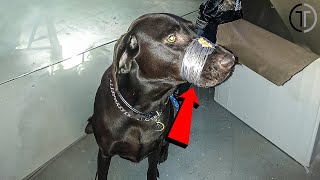 Animals That Asked People for Help \u0026 Kindness | Best Moments Of 2024 !!