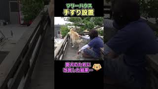 ツリーハウスを楽しむゴールデンレトリバー #shorts #佐賀よかでしょう #佐賀よか #石川五右衛門